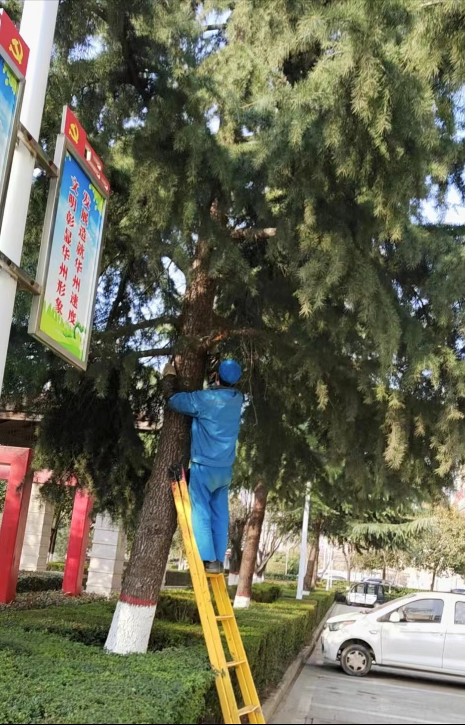 亚丰物业:修剪绿化树木  美化单位环境